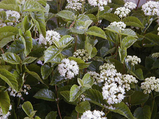 Arrowwood viburnum